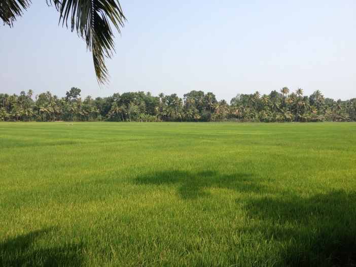 Rice paddy behind dad's house